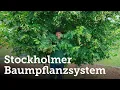 Download Lagu Erste Erfolge mit dem Stockholmer Baumpflanzsystem in Österreich