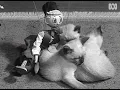 1961 film of Siamese kittens playing and a random puppet RetroFocus