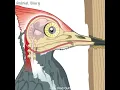 Download Lagu Woodpecker, burung dengan patukan tercepat yang mendekati kepunahan