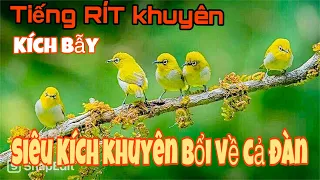 ti ng r t khuy n b y m c v c n si u nh y 