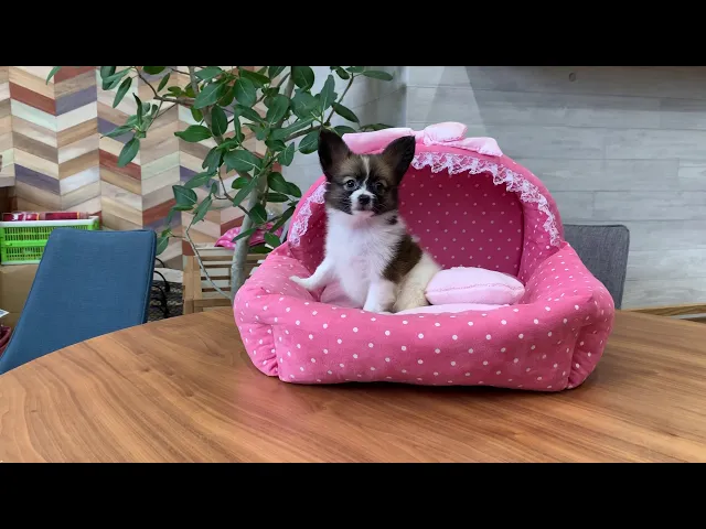 動画