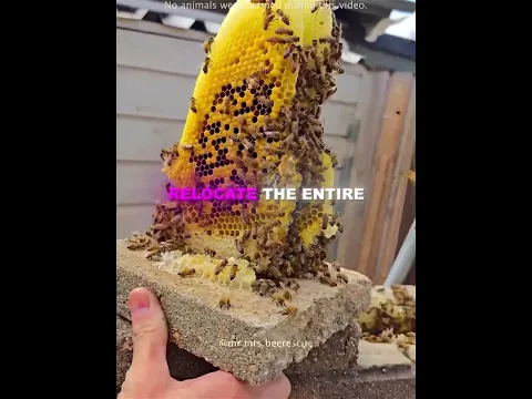 Thousands of Bees Followed Their Queen 🤯 🐝 #usa