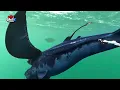 Top 10 Most Dangerous Monsters in Subnautica | meGAME