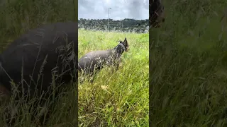 Having so much fun in the tall grass lol . #fypシ #dream #pets #doberman #fyp
