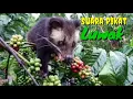 Suara pikat Luwak / Musang liar
