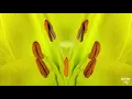 Meso & Cnopes - Moon Flava Visual Animation