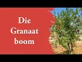 Download Lagu Die Granaatboom