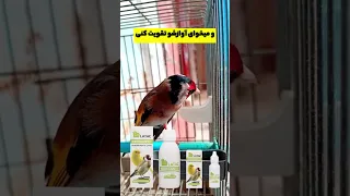تقویت صدای سهره و قناری سهره عشق تغذیه مردانگی آرزو قناری اواز بهترین سیره هزار 