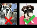 Schnauzer Groom In A Puppy Cut Not Breed Standard Groom