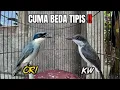 Download Lagu JANGAN SAMPAI KELIRU‼️BEGINI CARA BEDAKAN JINJING PETULAK JAWA \u0026 KALIMANTAN,PERHATIKAN‼️