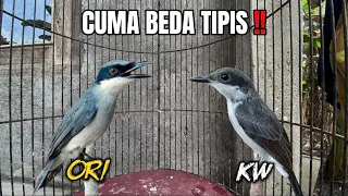 jangan sampai keliru begini cara bedakan jinjing petulak jawa u0026 kalimantan perhatikan 