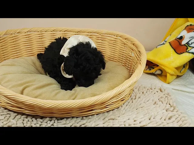 動画