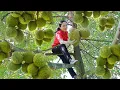 Download Lagu Harvest durian and goes to the market sell | Vietnamese Harvesting