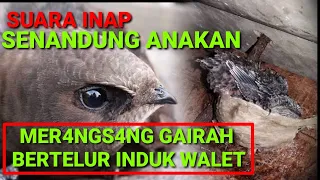 Download suara inap pemancing gairah bertelur walet (si senandung anakan) MP3