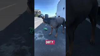 #Fyp #dream #pets #doberman
