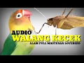 Audio Walang Kecek Speed Slow Paling Ampuh Untuk Masteran Burung Lovebird full