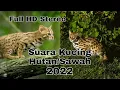 Suara Kucing Hutan/Sawah untuk Pikat Full HD Stereo 2022