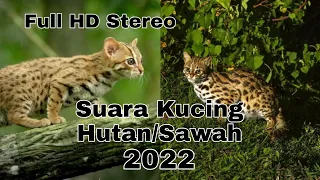 suara kucing hutan sawah untuk pikat full hd stereo 2022