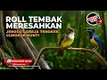 Masteran Cucak Cungkok Super Gacor Tembakan Utuh vs Cucak Jenggot Gacor Mesin Jahit Grejaan Tengkek
