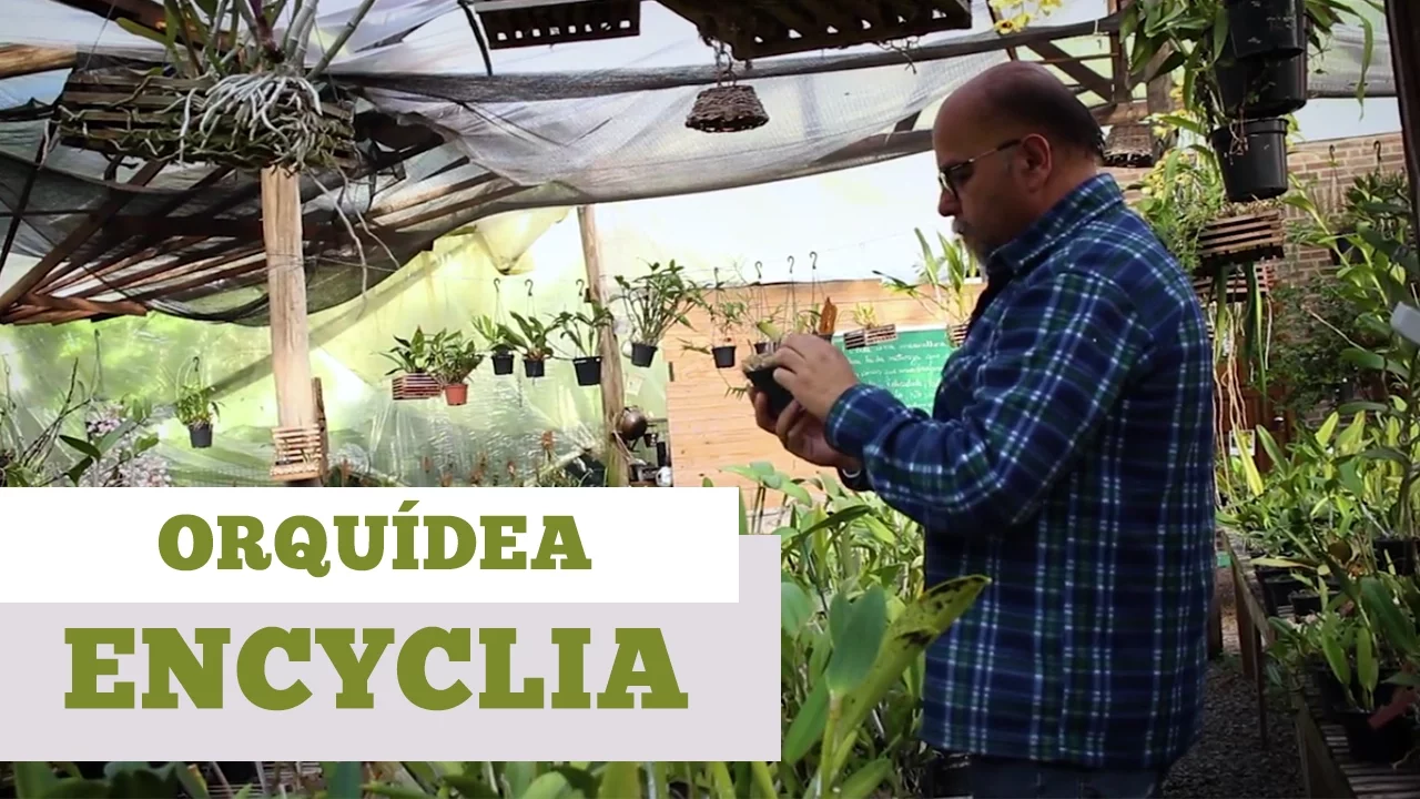 COMO CUIDAR DE ORQUIDEA ENCYCLIA