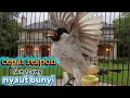 Download Lagu kutilang gacor TARUNG buat pancingan kutilang agar bunyi jadikan burung kutilang gacor