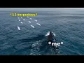 Lagu I Dodge my Responsibilities Harder Than These Torpedoes | World Of Warships