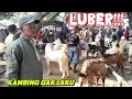 Download Lagu GAK LAKU‼️HARGA KAMBING HARI INI DIPASAR GONDANG LEGI MALANG JATIM