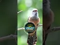 Download Lagu Suara burung paling Menakutkan - burung kedasih Abuabu #masteranburung #suaraburungkedasih