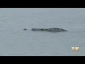 Alligator Sightings In Lakes In Tarrant And Denton Counties