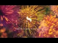Siddhartha - 00:00 (Letra / Lyrics)