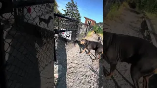..  #fyp #dream #doberman #pets #youtube