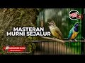 Download Lagu Masteran Murni Satu Jalur Cucak Cungkok Super Gacor Kunti vs Cucak Jenggot Beset Greja