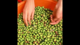 أغاني شعبيه و اهازيج شعبية لموسم قطف الزيتون 