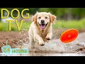 Download Lagu DOG TV: Video Relax \u0026 Entertain for Dogs When Home Alone - Happy All Day Music for Dogs