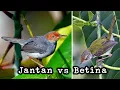 Download Lagu Burung PRENJAK JANTAN DAN BETINA Gacor Saling Saut COCOK UNTUK MASTERAN