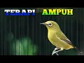 Download Lagu Terapi pleci ampuh, terapi pleci bahan