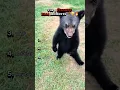 Top 5 Funniest Bear Moments You ll Ever See