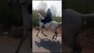 خبر ايه يا بحر يا كبير اكسبلور خيل 