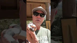This Friendly Snake Eats Rattlesnakes! (CA King Snake Education)