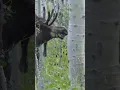 Download Lagu How Wolves Changed Yellowstone’s Rivers