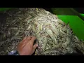 Download Lagu panen udang windu 