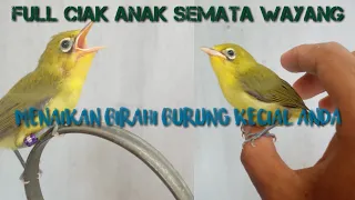 Download FULL CIAK ANAK KECIAL KUNING MP3