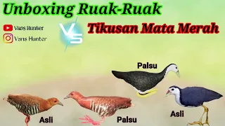 jontrot ruak ruak u0026 tikusan paling paten mantap terbaru 2023