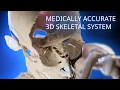 Medically accurate skeletal system 3d animation