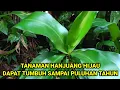 Download Lagu Hanjuang Hijau, Tanaman Yang Mempunyai Banyak Kegunaan Dan Berumur Panjang