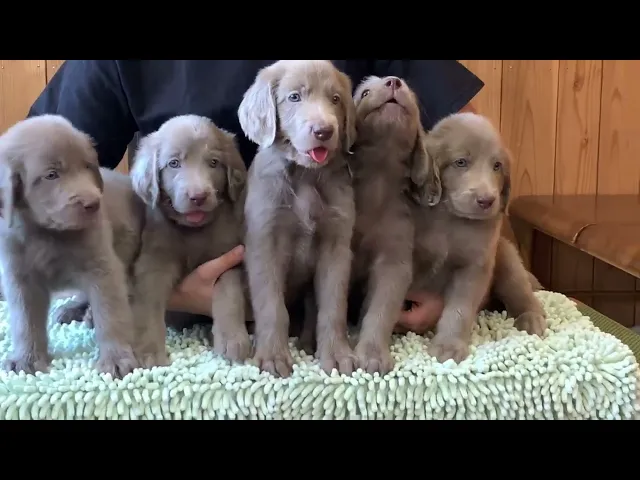 動画