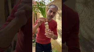 زراعة الثوم باحترافية وبأعلى نسبة حصاد وإكثار زراعة خضراوات الثوم 