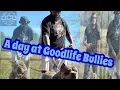 EXPLORING XL BULLY BREEDER S AMAZING YARD YARD TOUR