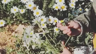 نقيلي احلى زهرة دندنها