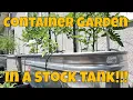 Stock Tank Container Garden - Everything You Need To Know